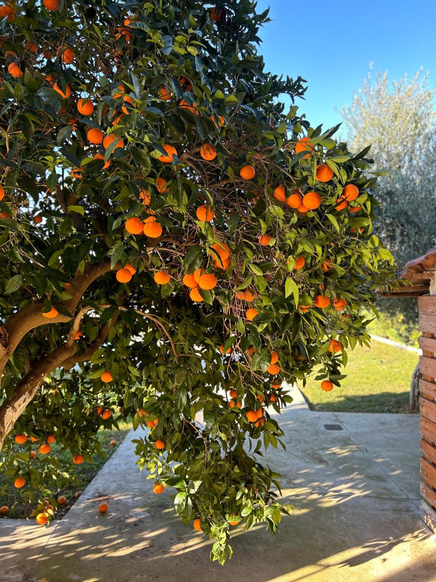 The Orange Garden Apartment Nafplio Ngoại thất bức ảnh