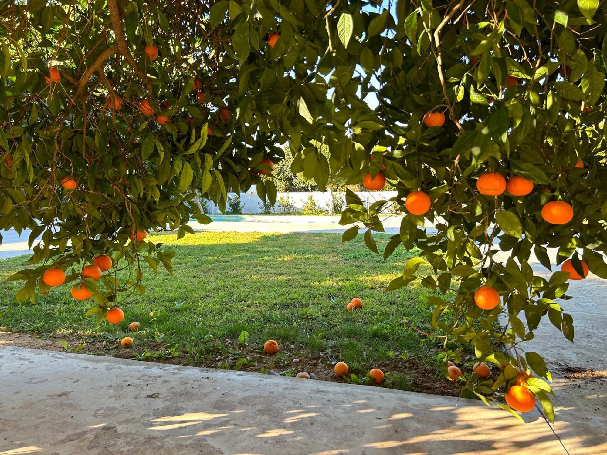 The Orange Garden Apartment Nafplio Ngoại thất bức ảnh